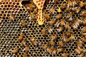 The Buzz about Professional Bee Removal: Why it’s Essential for Your Safety and the Environment