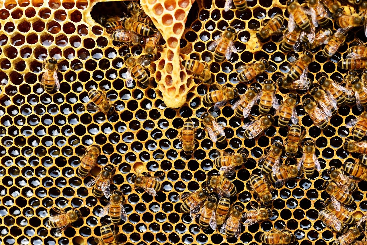 Read more about the article The Buzz about Professional Bee Removal: Why it’s Essential for Your Safety and the Environment