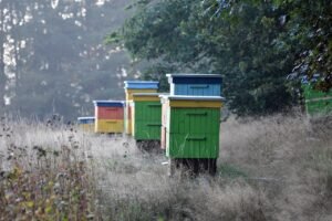 Beekeeping: Unlocking “Ag Exemptions” in Texas